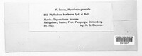 Image of Phyllachora bambusae